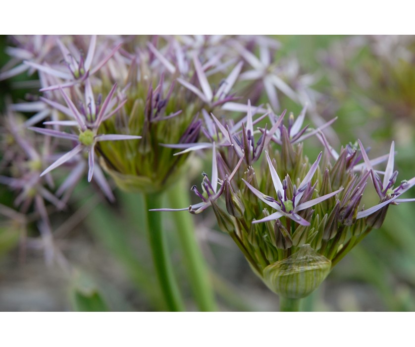 Persian Star Allium